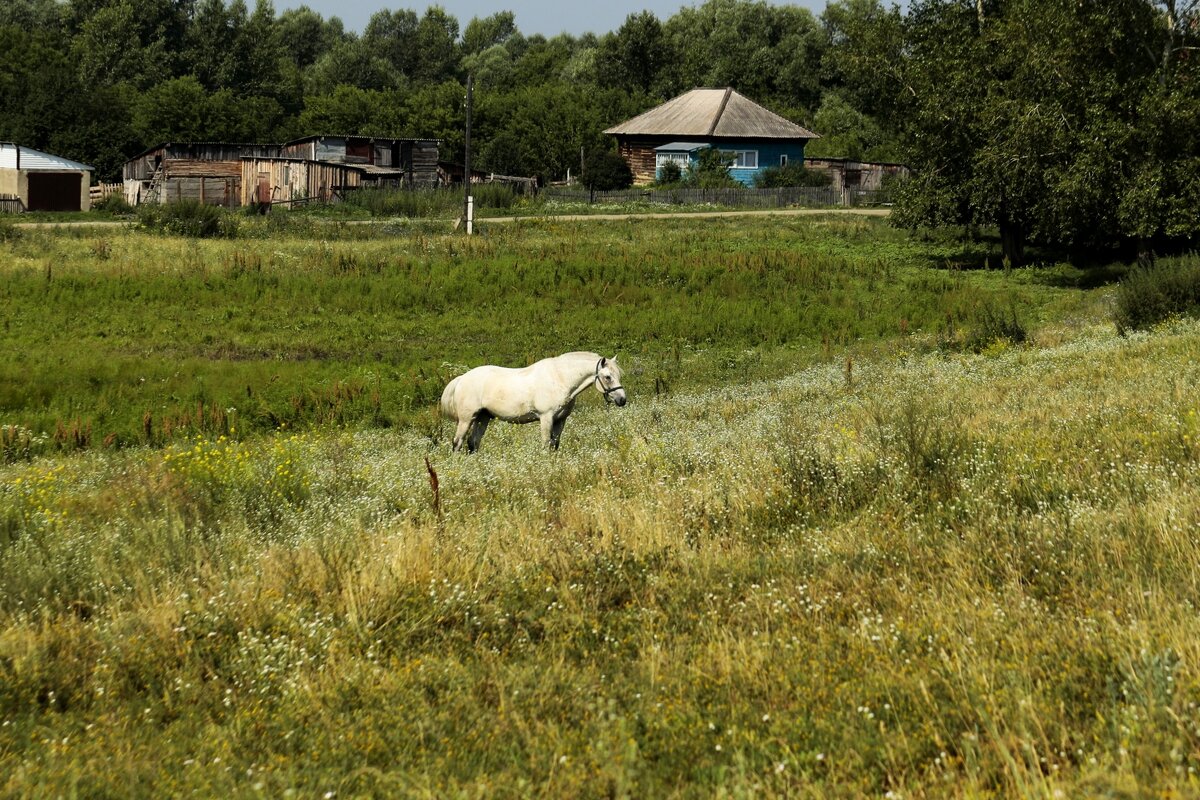 Деревенские мотивы - Юрий. Шмаков Деревенские мотивы - Юрий. Шмаков