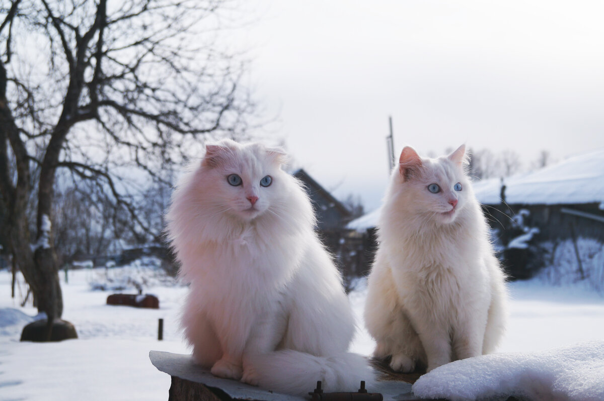 Ася и Пушок - Сергей Ц