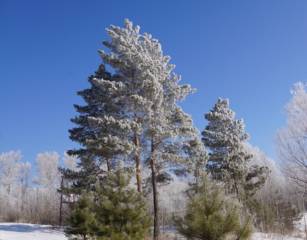 Около леса - Наталия Григорьева