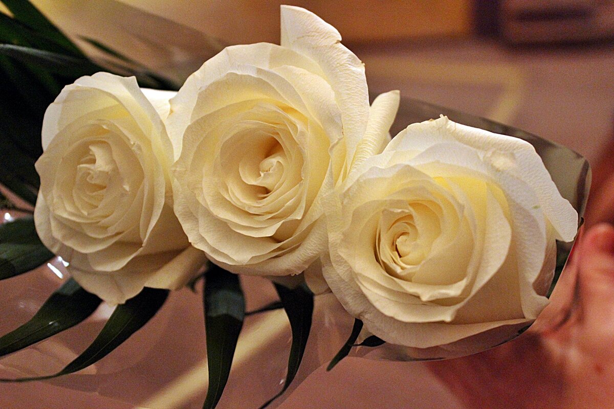 Белые розы - Светлана SvetNika17 Белые розы - Светлана SvetNika17