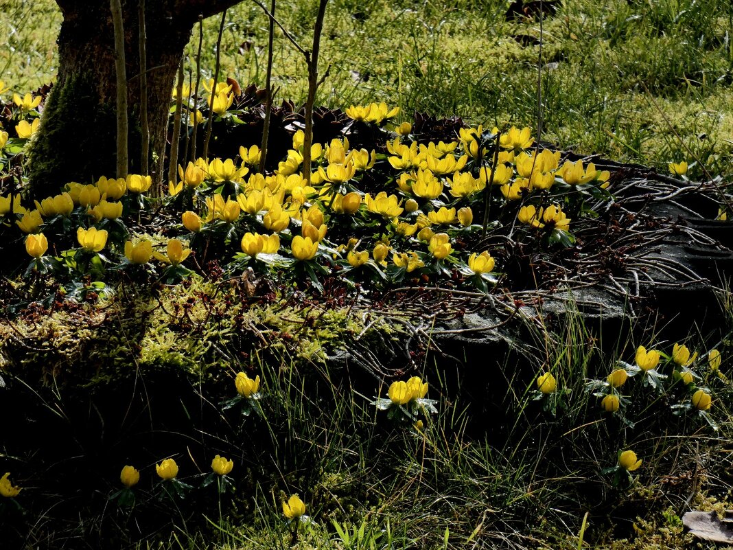 весенние краски в саду - Heinz Thorns весенние краски в саду - Heinz Thorns
