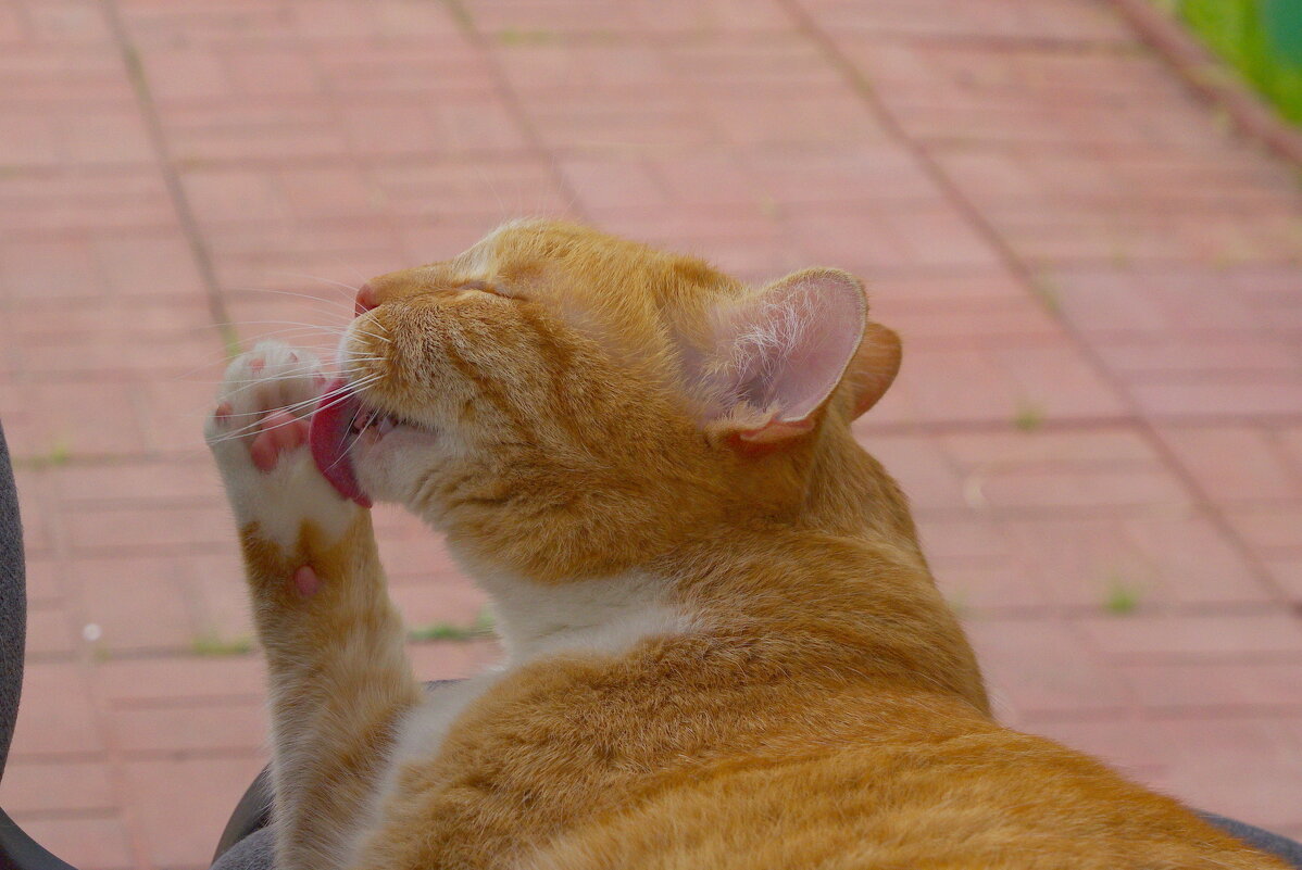 Умывание - Сергей Швечков Умывание - Сергей Швечков