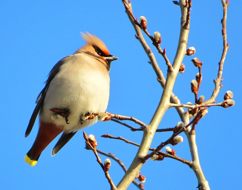 На распускающейся вербе - Андрей Снегерёв