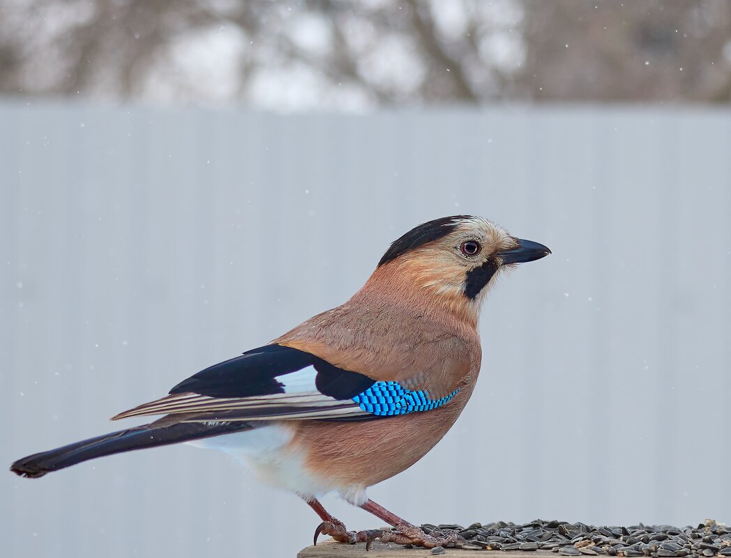Сойка... - Александр Посошенко