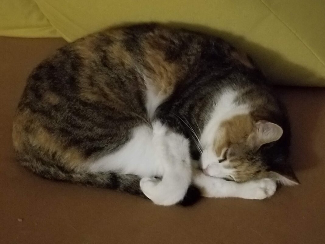 Как сладко спит Кэти! - Светлана Хращевская Как сладко спит Кэти! - Светлана Хращевская