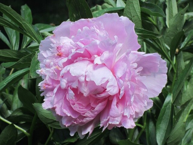 Нежный цвет - Дмитрий Никитин