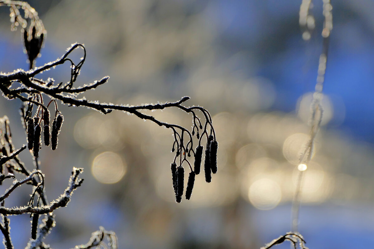 февраль. вчерашнее утро 4 - Александр Прокудин февраль. вчерашнее утро 4 - Александр Прокудин