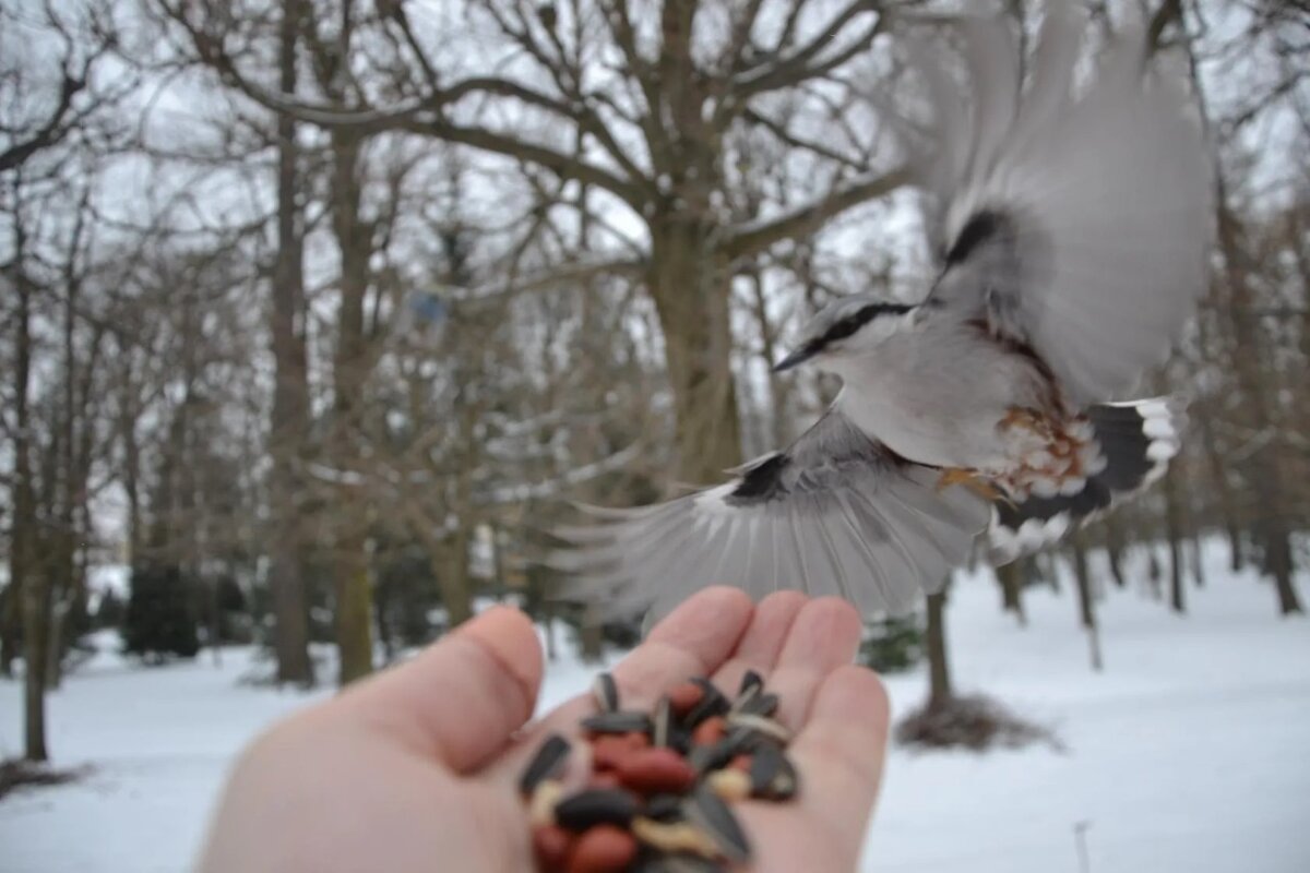 Крылья-веера - Надежда 
