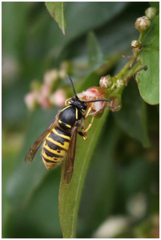 оса питается нектаром - Александр Кольцов оса питается нектаром - Александр Кольцов