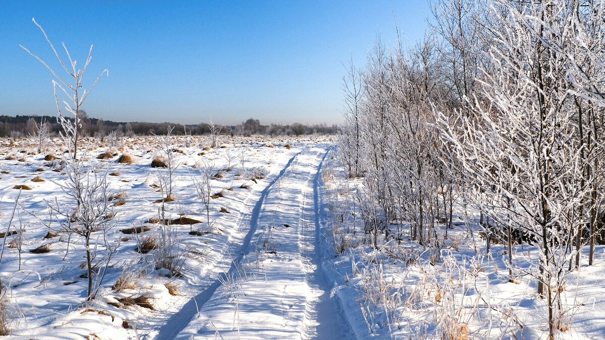 Изморозь на деревьях. - Милешкин Владимир Алексеевич Изморозь на деревьях. - Милешкин Владимир Алексеевич