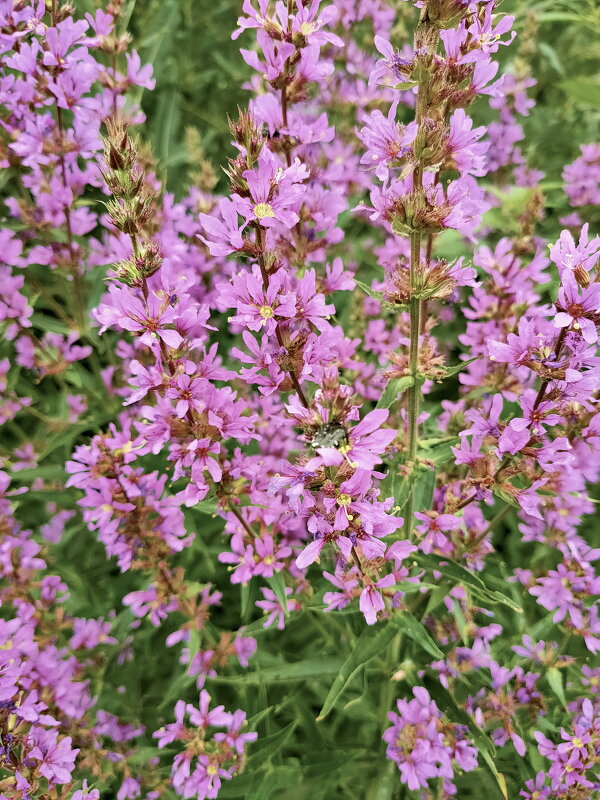 Плакун - трава - Валерий Судачок Плакун - трава - Валерий Судачок