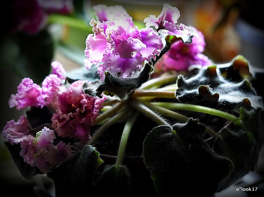 маленькие радости - Олег Лукьянов