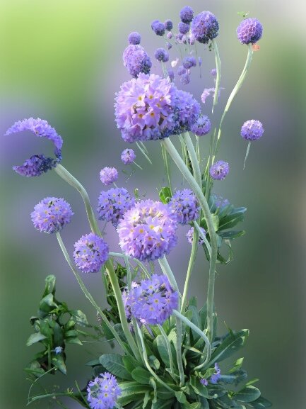 весна - марта Камушкина