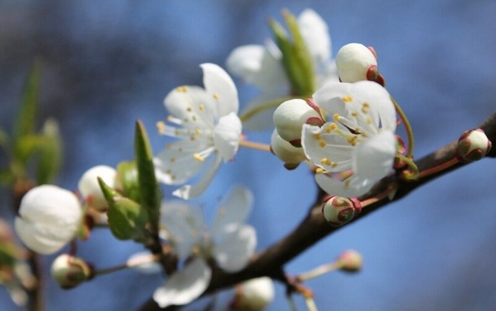 весна - марта Камушкина