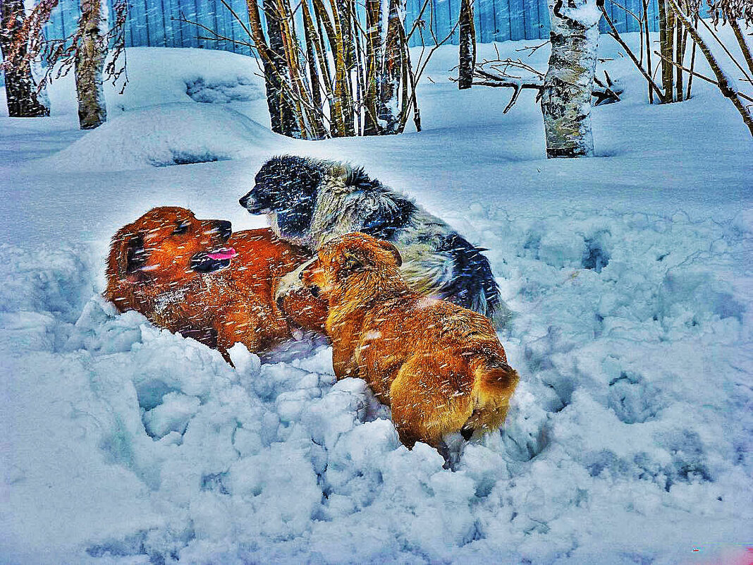 Февраль...Собачьи свадьбы! - Владимир 