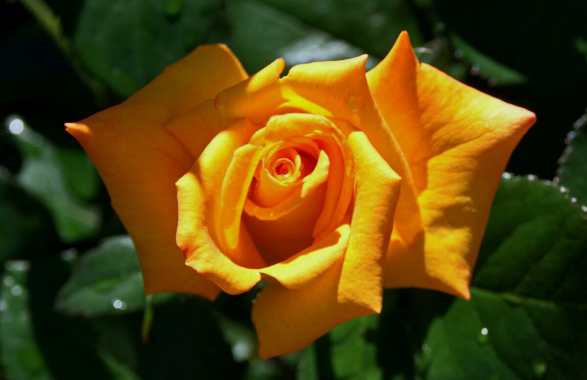 Роза из сада. - сергей ермошкин