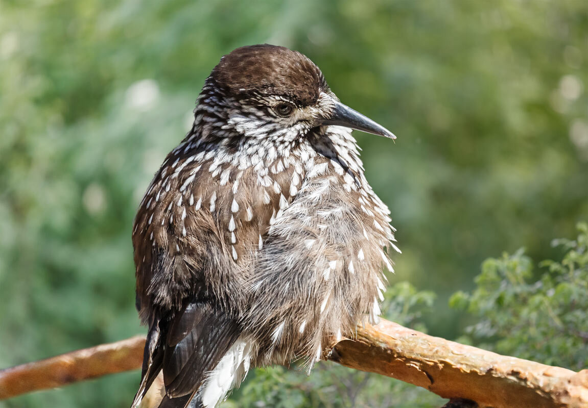 Кедровка - SanSan 