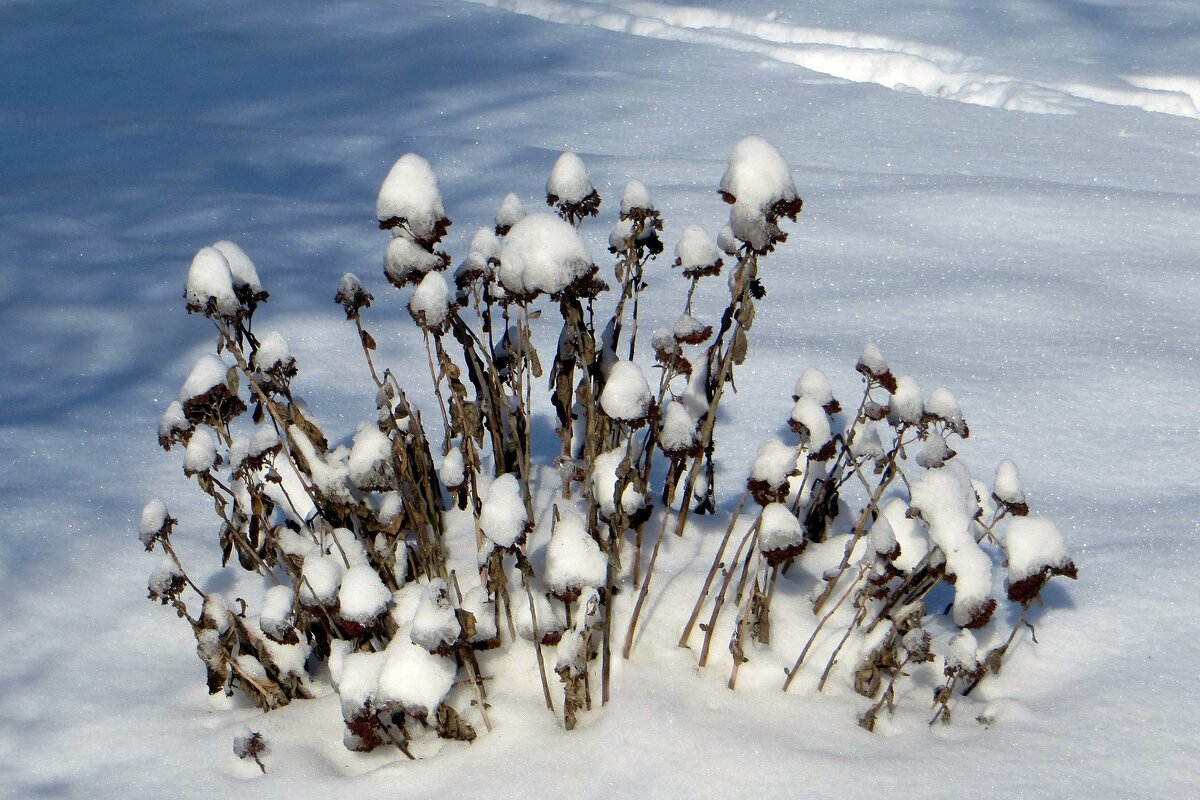 Февральская красота - Татьяна Смоляниченко Февральская красота - Татьяна Смоляниченко