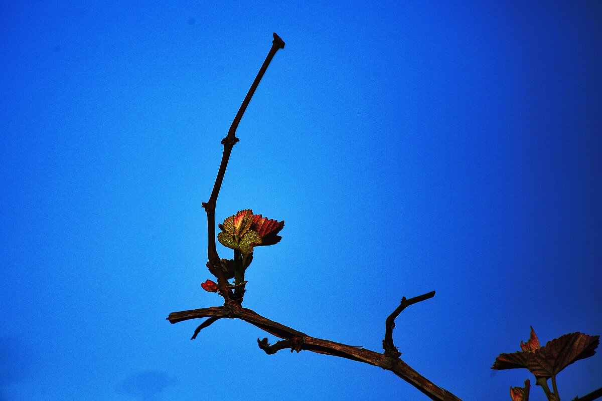 Скоро будет урожай! - Юрий Гайворонскiий Скоро будет урожай! - Юрий Гайворонскiий