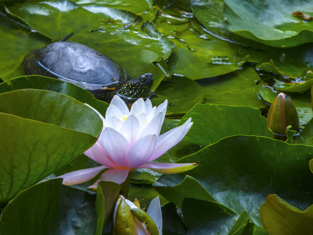 Розовая лилия - Валентин Семчишин Розовая лилия - Валентин Семчишин