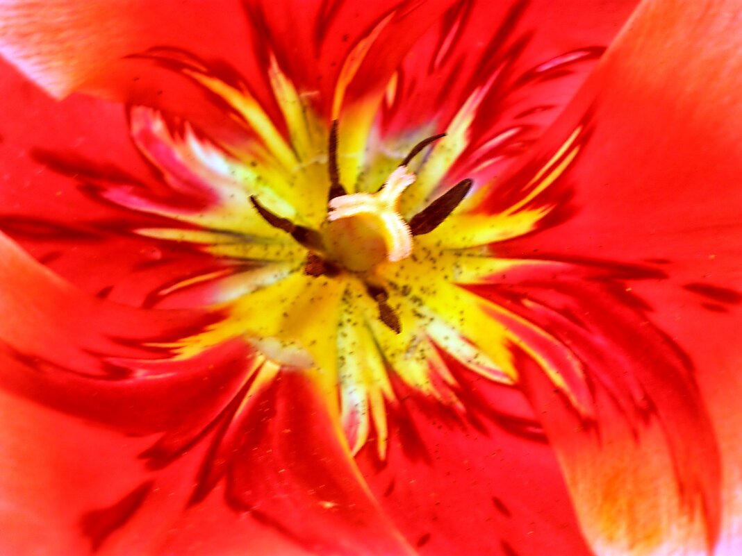 Тюльпан - Роман Савоцкий