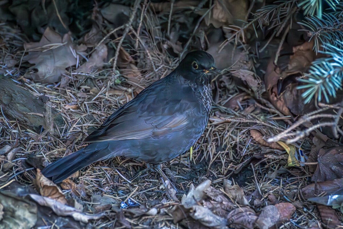 Черный дрозд - Игорь Сикорский