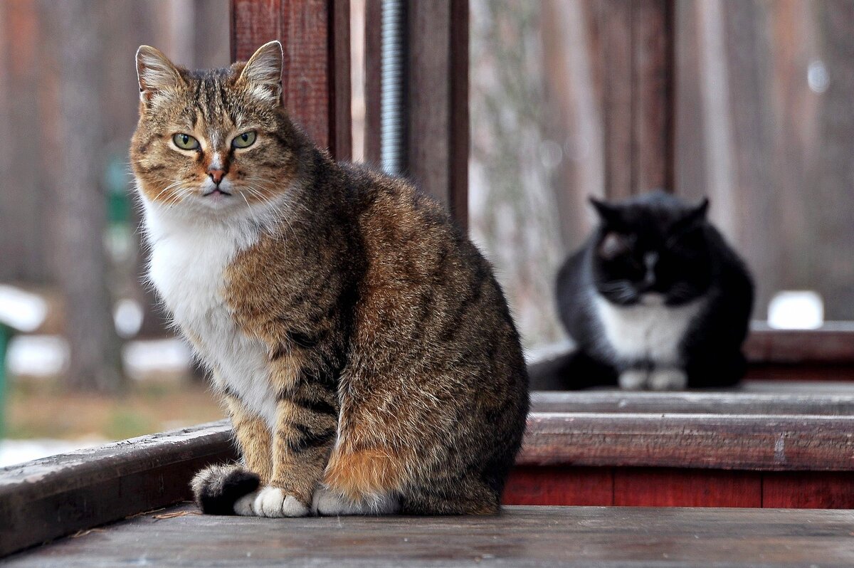 Весенние коты - Владимир Зыбин