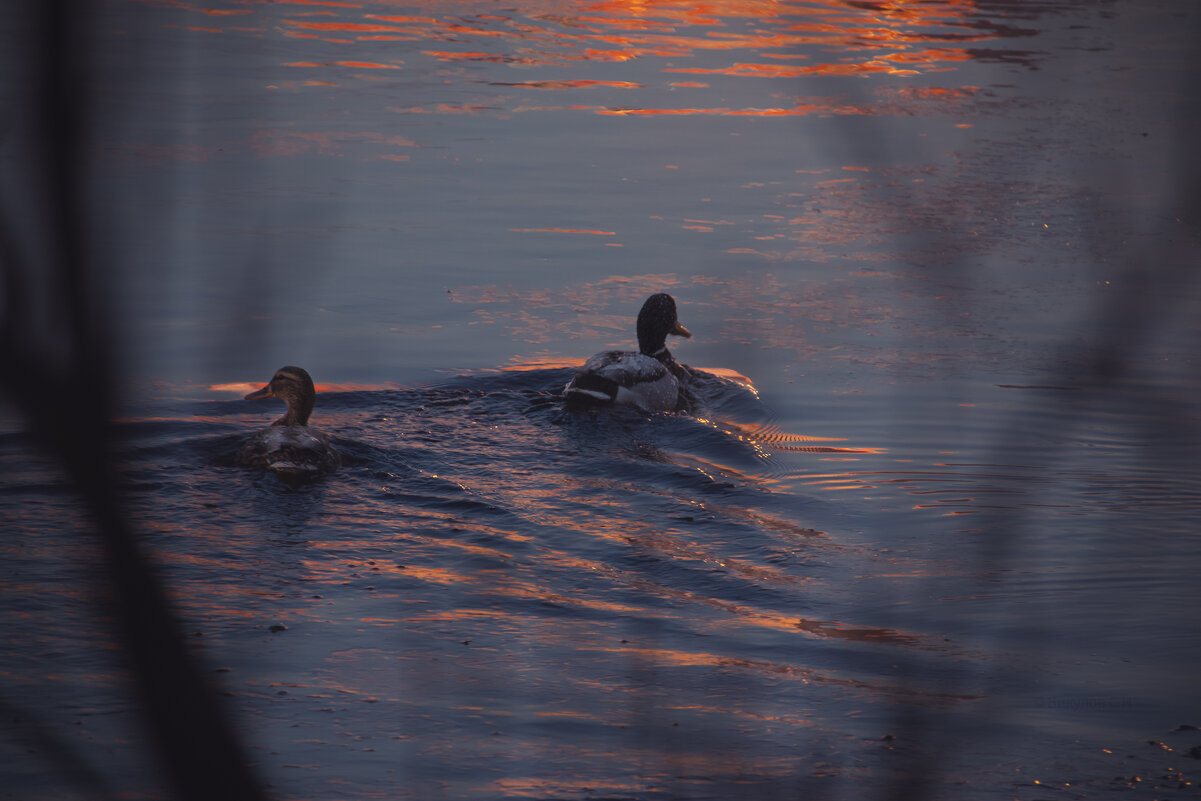 Встречаем солнце - Sergei Vikulov Встречаем солнце - Sergei Vikulov