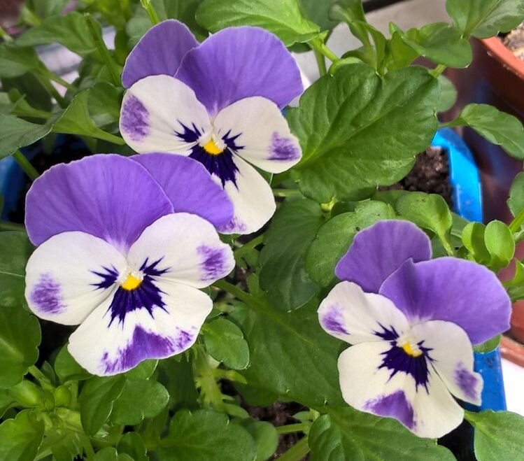 Анютины глазки - Елена Семигина Анютины глазки - Елена Семигина