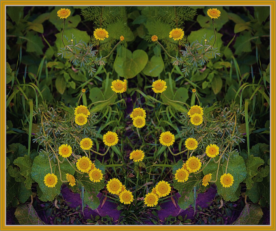 Солнышки - Владимир Кроливец Солнышки - Владимир Кроливец