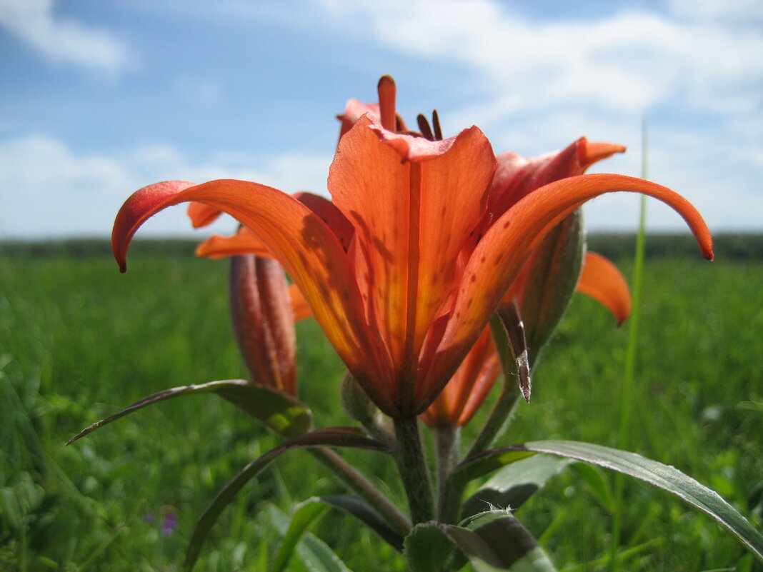 Сардаана - Anna Ivanova