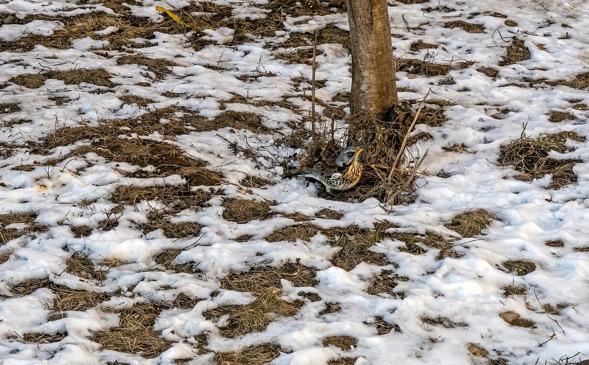 Может куда ягодка под снег закатилась - Валерий Иванович Может куда ягодка под снег закатилась - Валерий Иванович