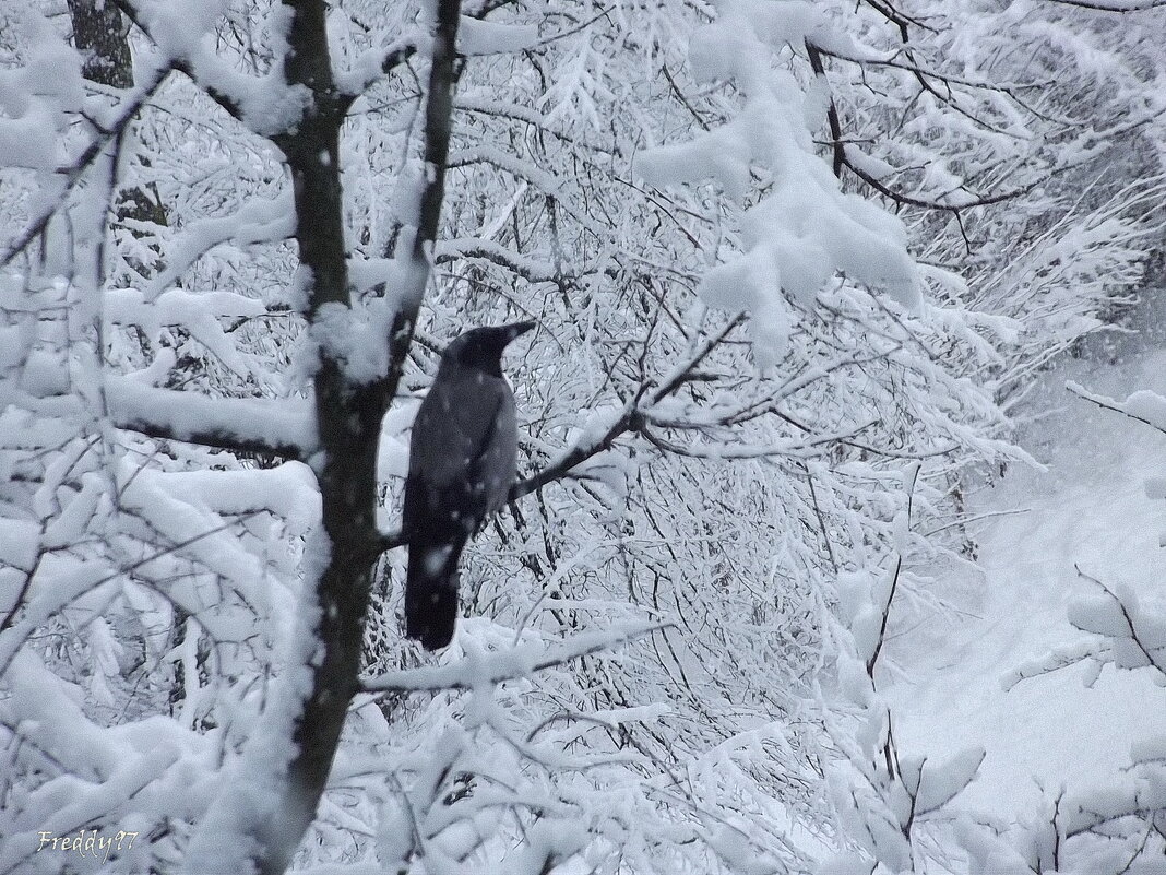 Ворона - Freddy 97 Ворона - Freddy 97