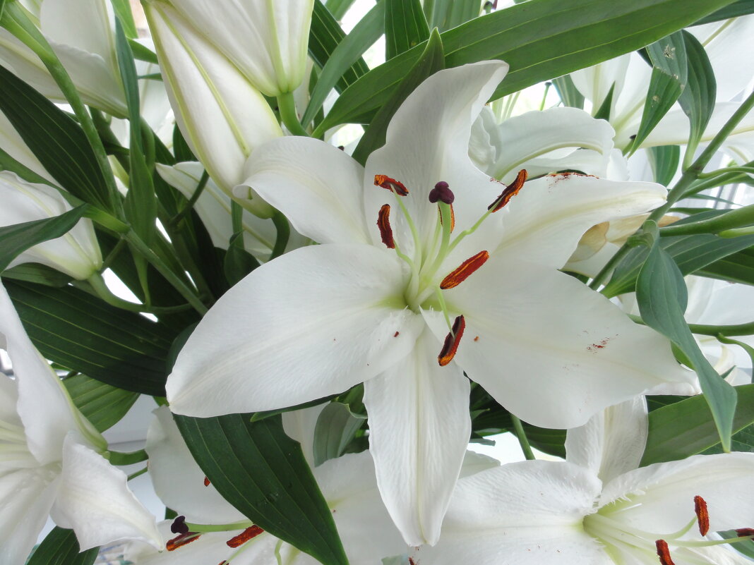 ... - марина ковшова ... - марина ковшова