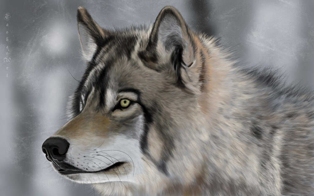 Волк - Наталия Львова