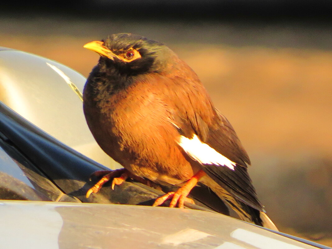 Саранчовый скворец - Андрей Снегерёв