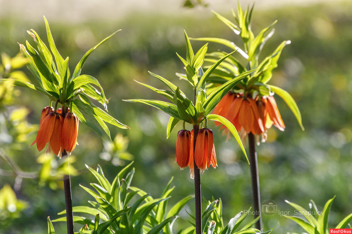 Рябчик императорский - Игорь Сарапулов Рябчик императорский - Игорь Сарапулов