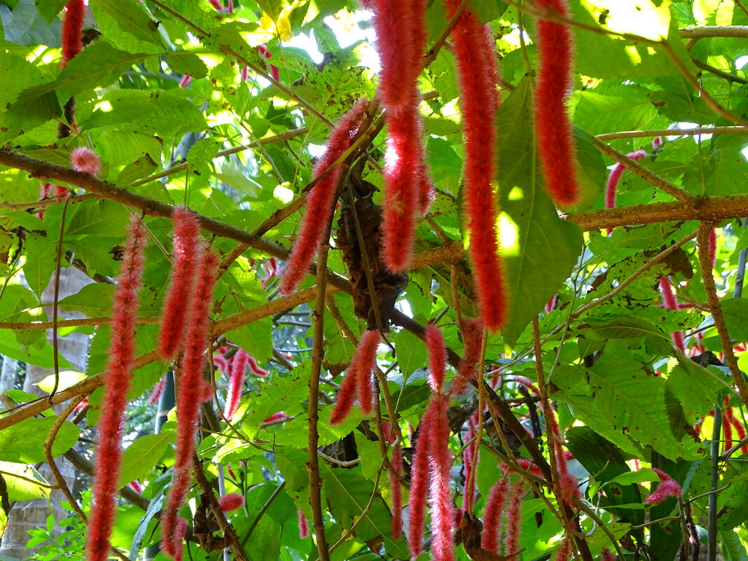 Акалифа - Павел Трунцев