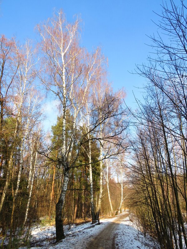Дорожка в весну - Андрей Снегерёв Дорожка в весну - Андрей Снегерёв