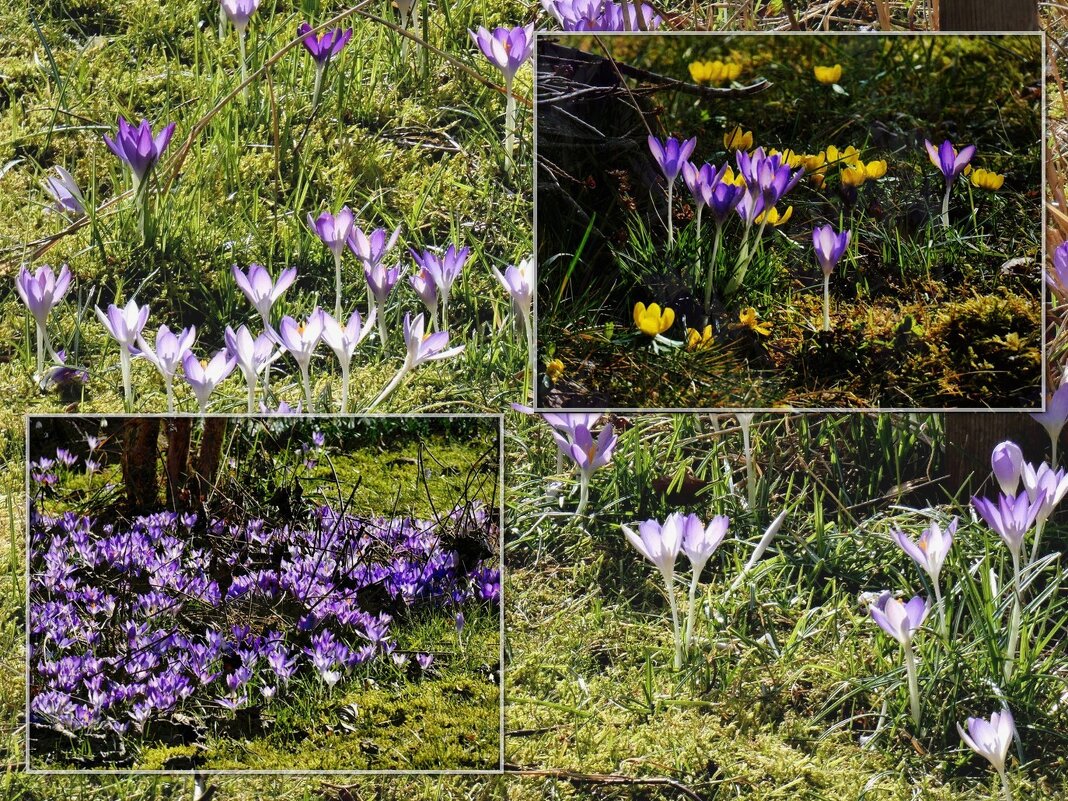 весенние коллажи - Heinz Thorns