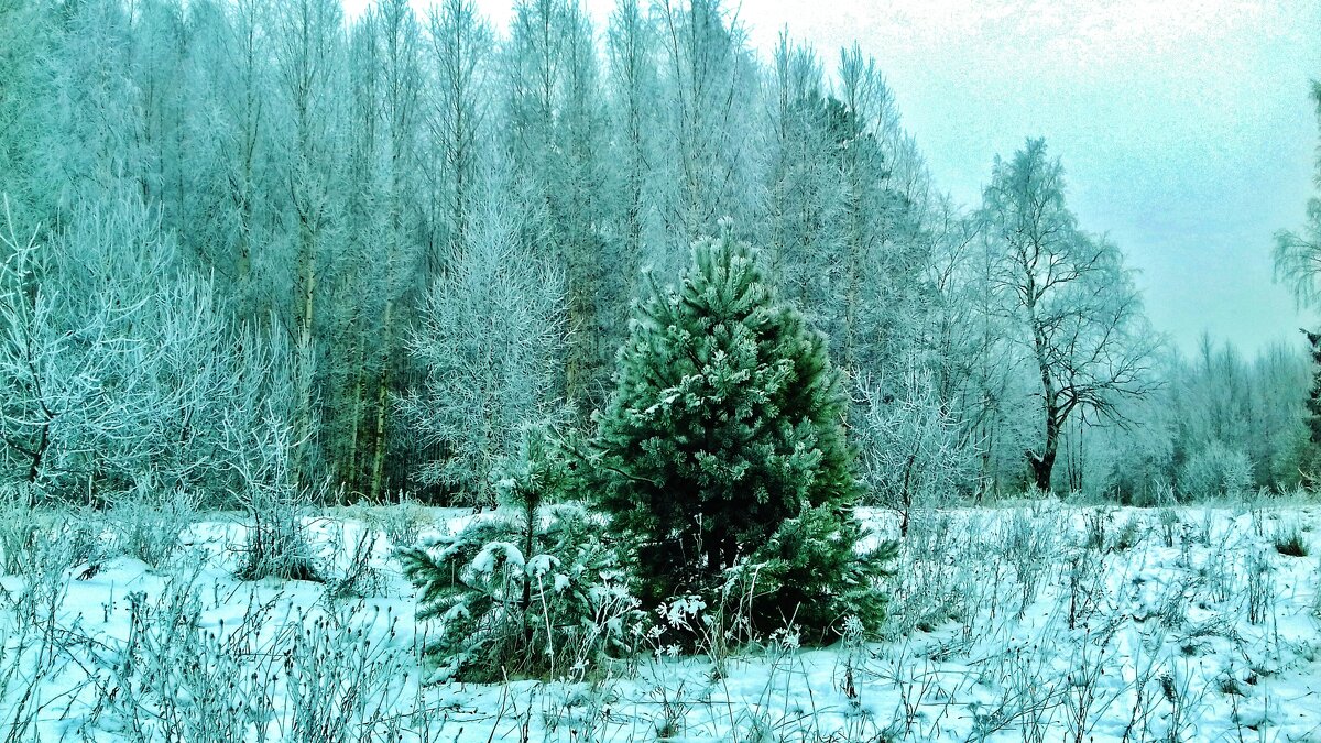 сюжет - Владимир 