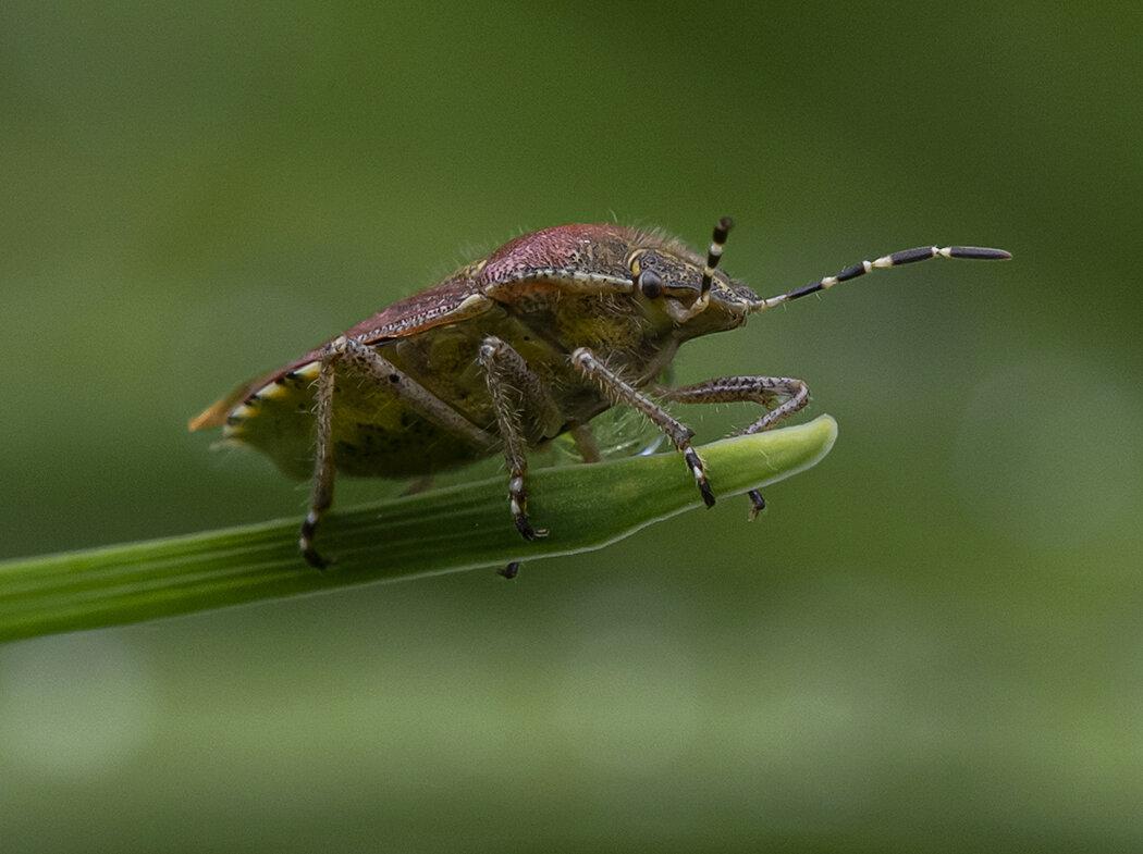 ... - civettina ... ... - civettina ...