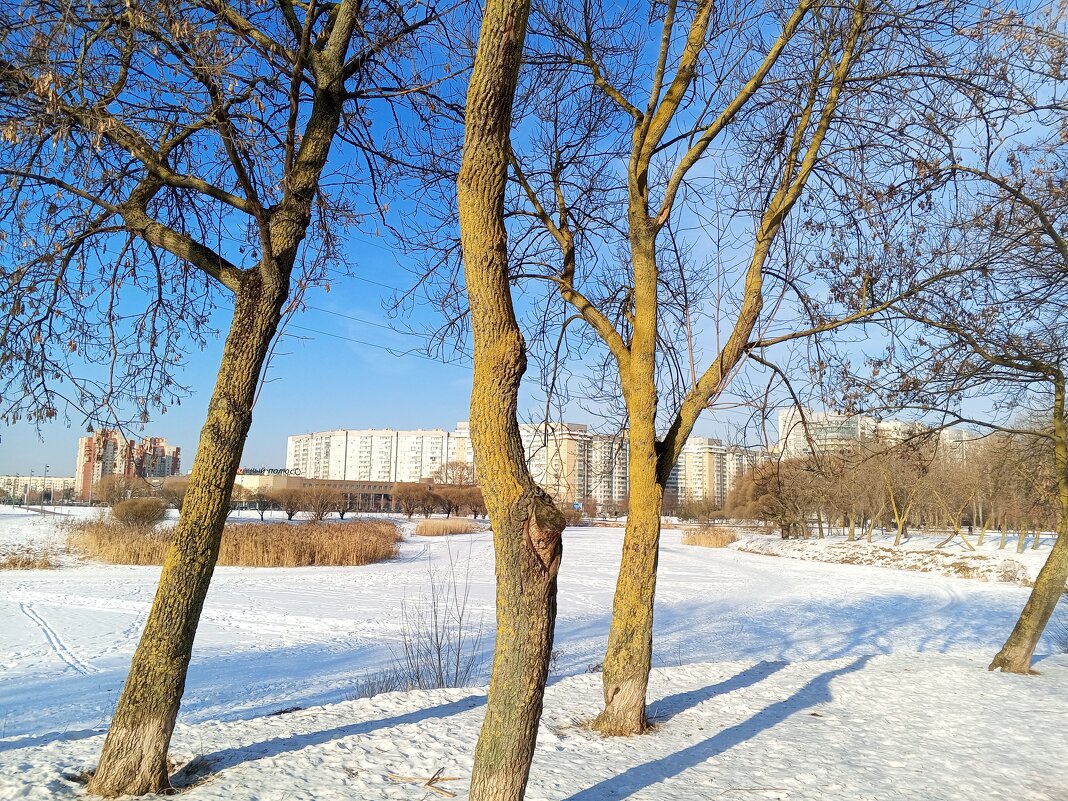 Клёны зимой - Сапсан 