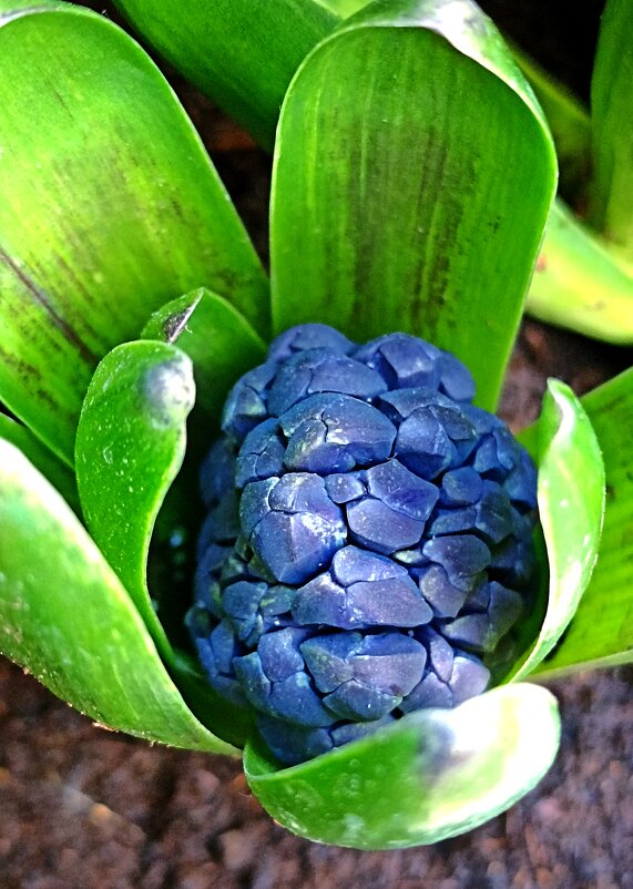 Репетиция весны в Аптекарском огороде. - Pippa Репетиция весны в Аптекарском огороде. - Pippa