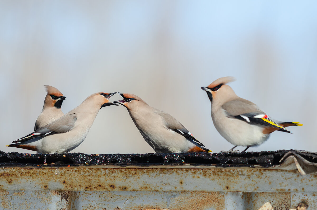 Дуэль. - Виктор Иванович Чернюк Дуэль. - Виктор Иванович Чернюк