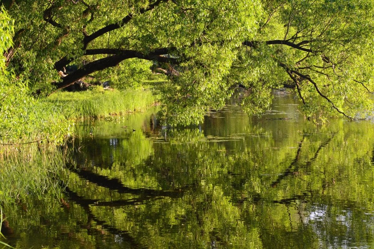 Зелень весенняя. - Надежда Зелень весенняя. - Надежда