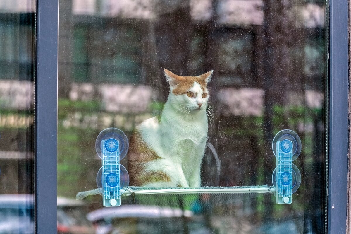 За стеклом антикафе "Котомания" - Валерий Иванович За стеклом антикафе "Котомания" - Валерий Иванович