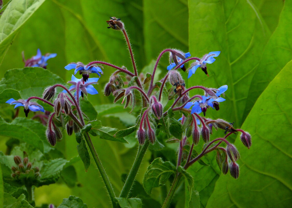 Огуречная трава. - nadyasilyuk Вознюк Огуречная трава. - nadyasilyuk Вознюк