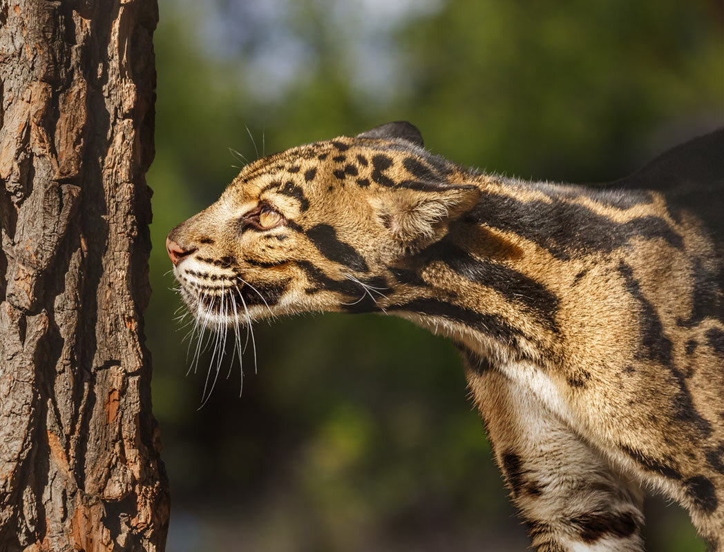 Дымчатый леопард - SanSan 