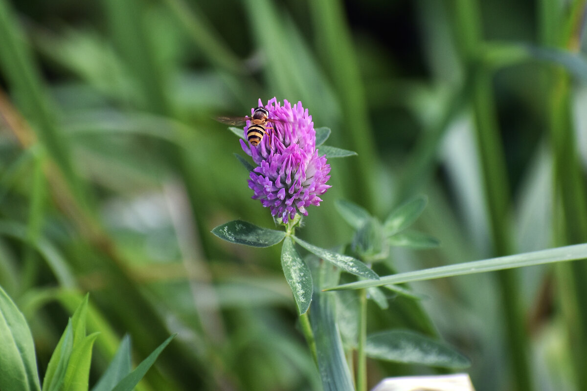Цветок и трутик. - Валерий Пославский